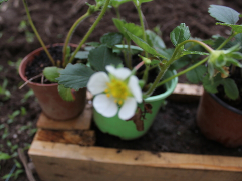 45.	Flor do Morangueiro (Fragaria)
Data da fotografia: 11/06/2018
Utilidade/ função na horta: Flor da planta que dá morangos. Amplamente utilizado na culinária apresenta também propriedades medicinais.